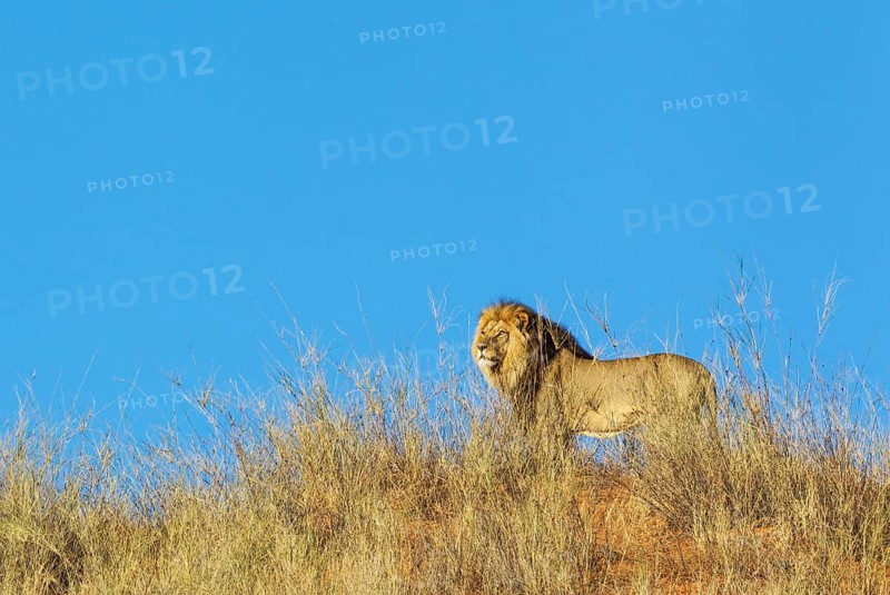 Black-maned Lion
