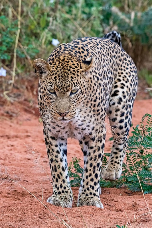 Leopard
