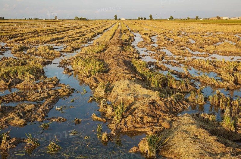 Desolated rice field