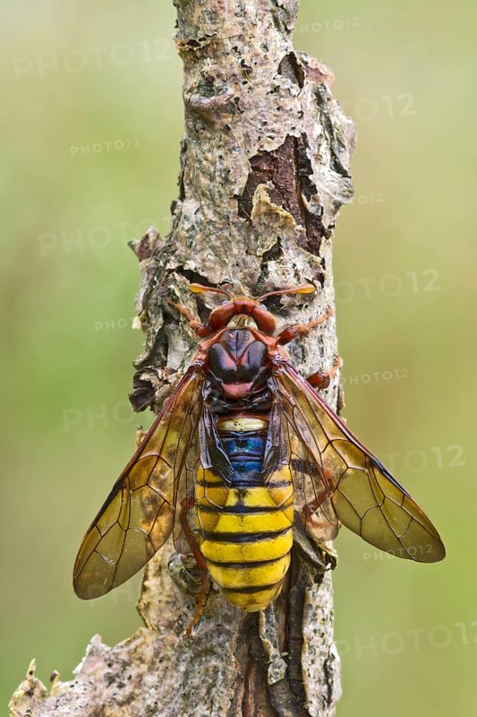 Hornet
