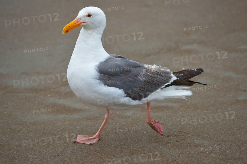 American herring gull