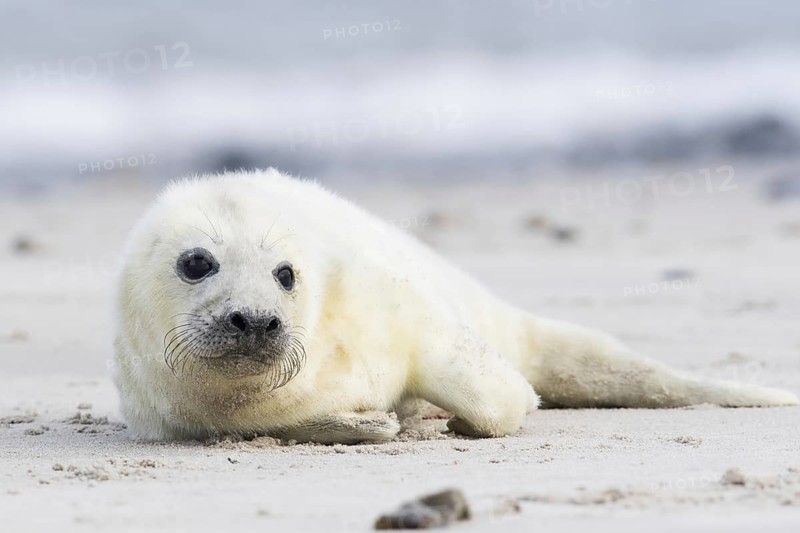Newborn gray seal