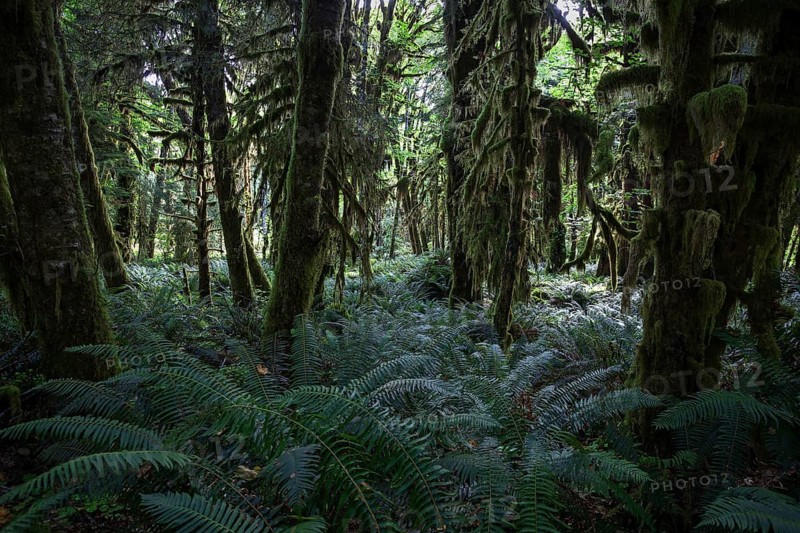 Vegetation with ferns on Kestner Homestead Trail