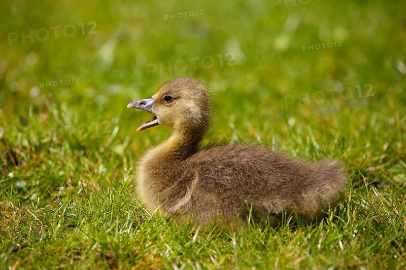 Greylag goose