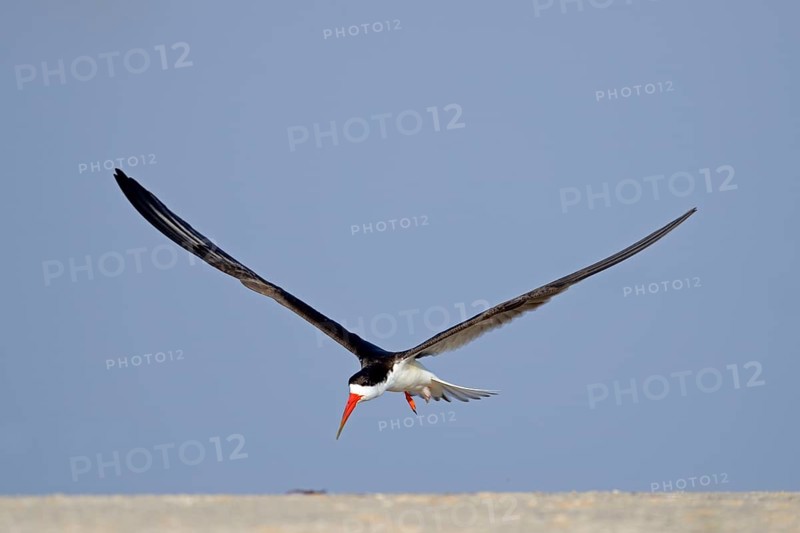 African skimmer