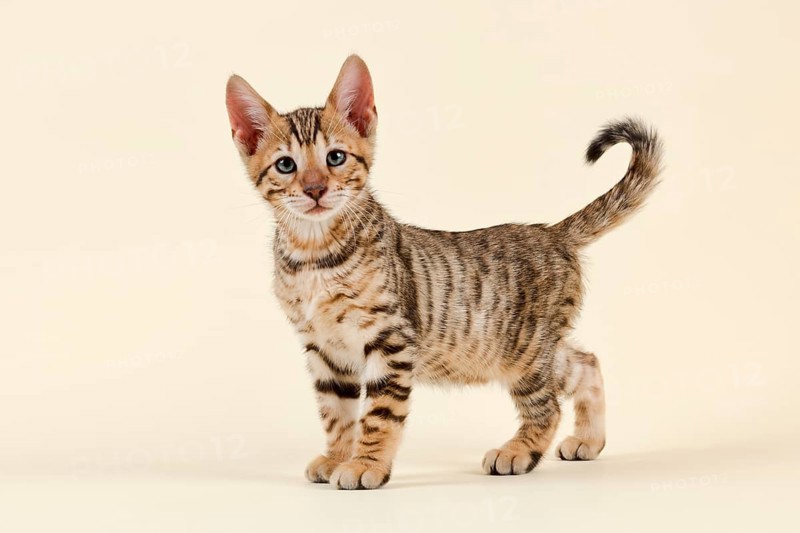 Breed cat Toyger
