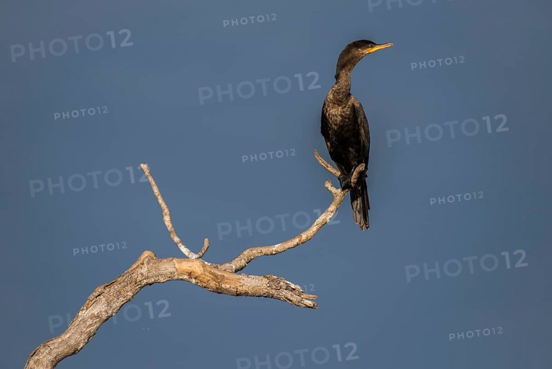 Olivaceous cormorant