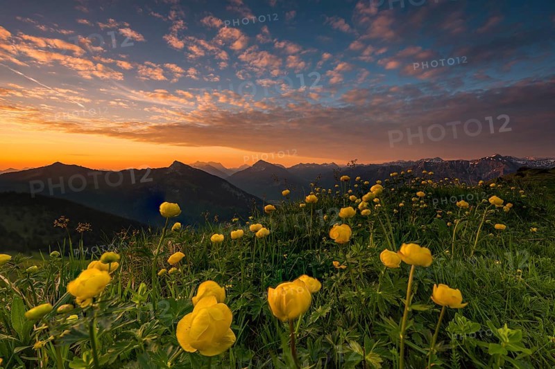 Sunrise behind meadow with Globeflowers