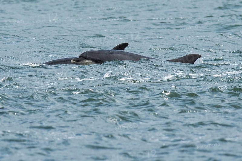 Bottlenose dolphins