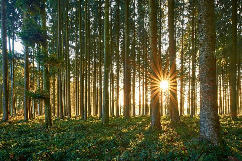 Sunbeams shine through tree trunks