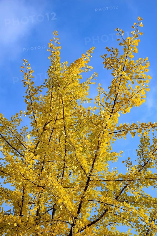Gingko