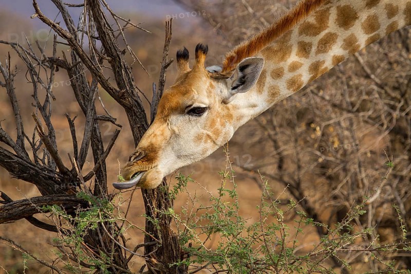 Angolan Giraffe