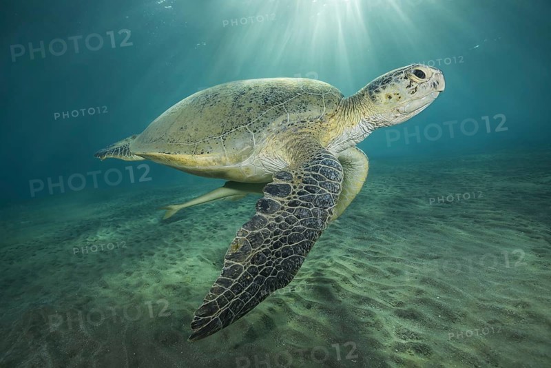 Green Sea Turtle
