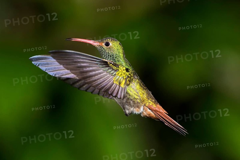 Brown-tailed Hummingbird