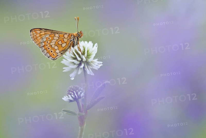 Marsh Fritillary