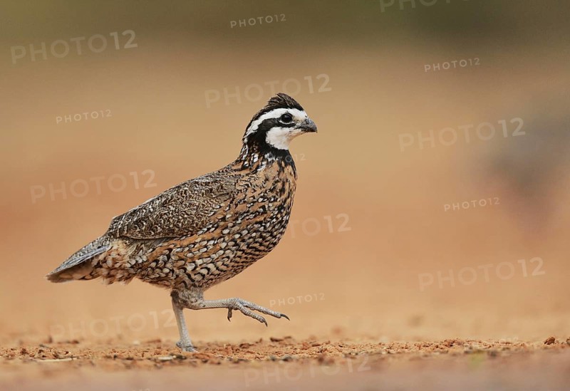 Northern Bobwhite