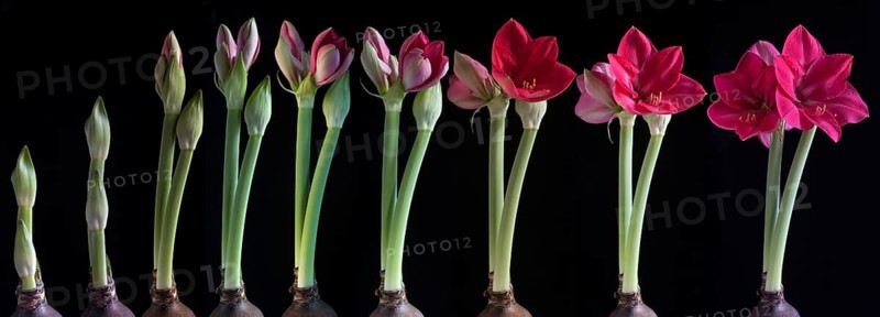 Growth stages of a Amaryllis