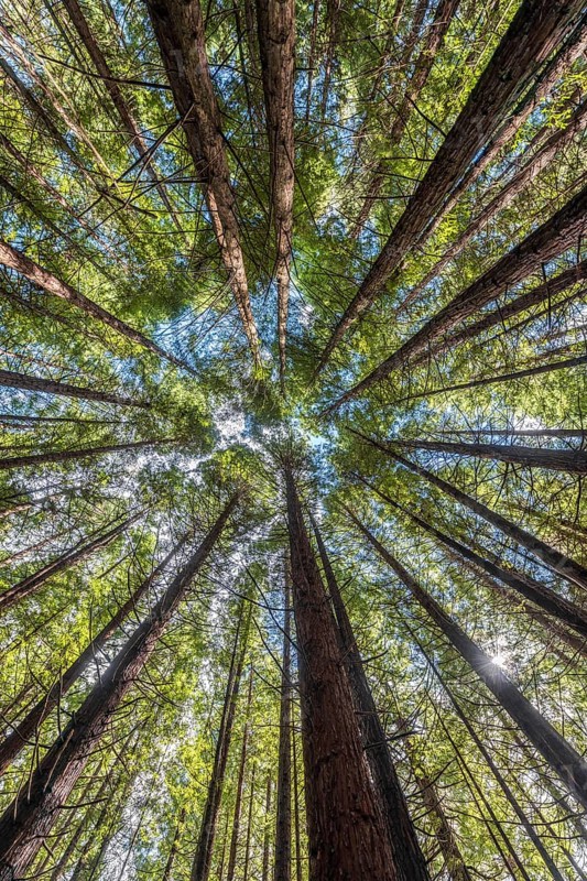 Redwood forest