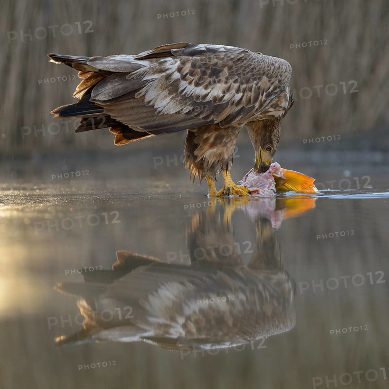 White-tailed eagle