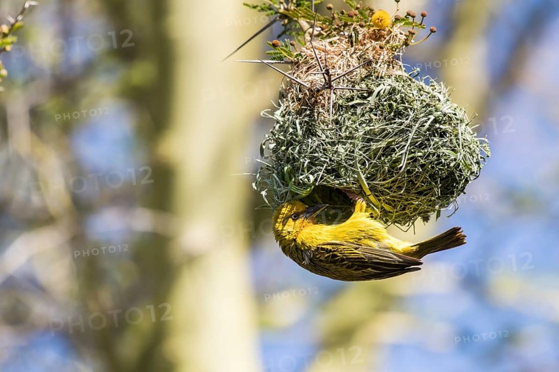 Cape Weaver
