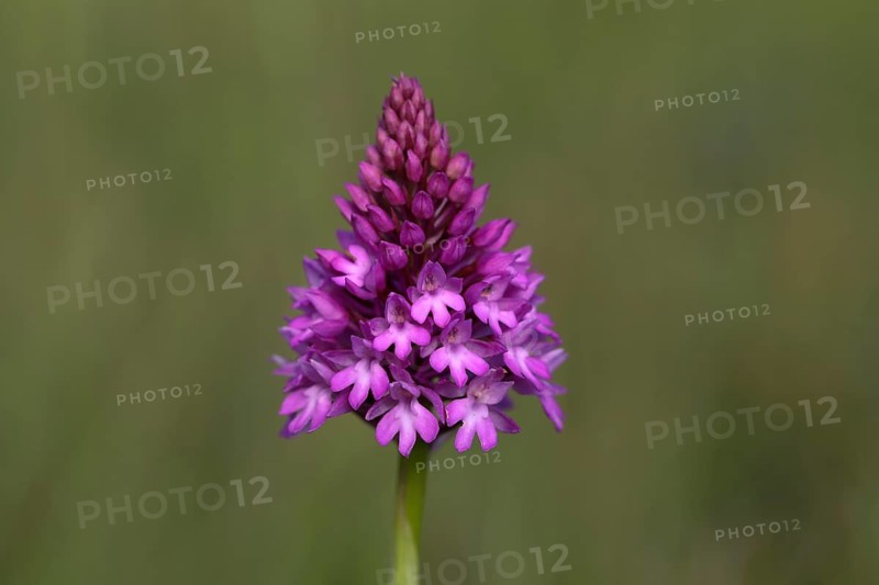 Pyramidal orchid