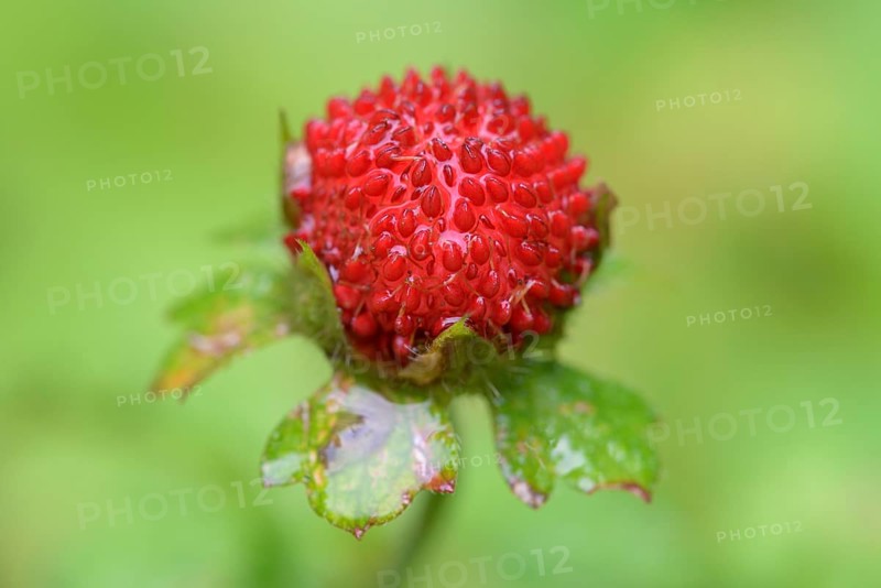 Mock strawberry