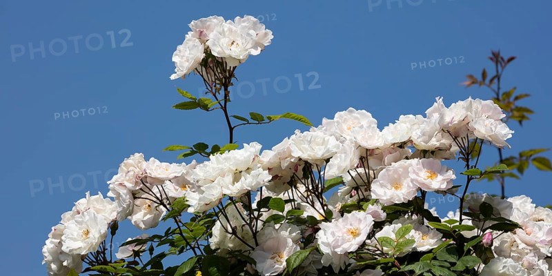 White Climbing Roses