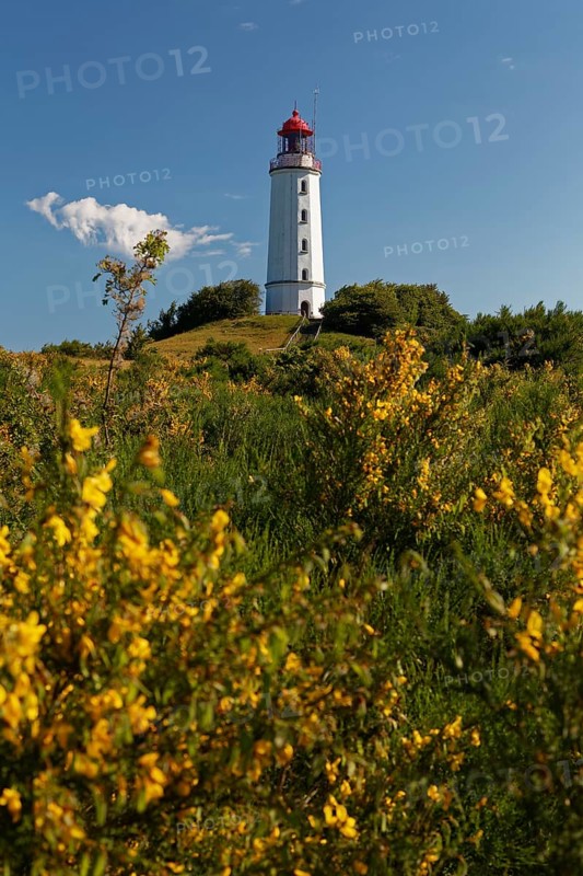Broom in front of lighthouse Dornbush on the Schluckwieksberg