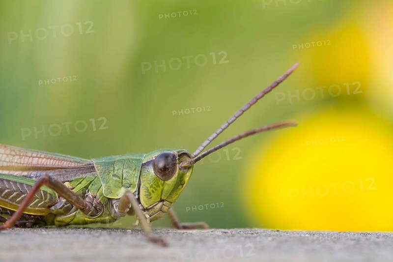 Meadow grasshopper