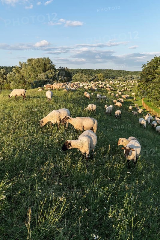 Grassing Black-headed Sheep