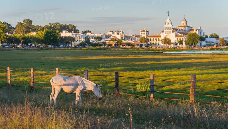 White horse