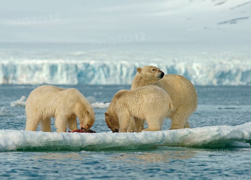 Polar bears