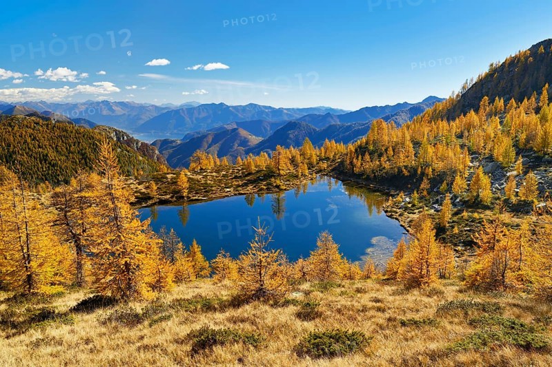 Larches