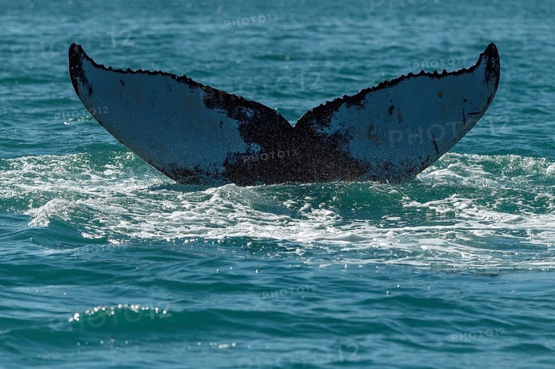 Tail