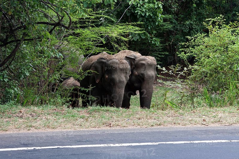 Asian or Asiatic elephants
