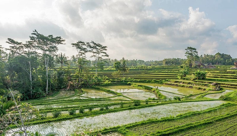 Rice terraces of Jatiluwih