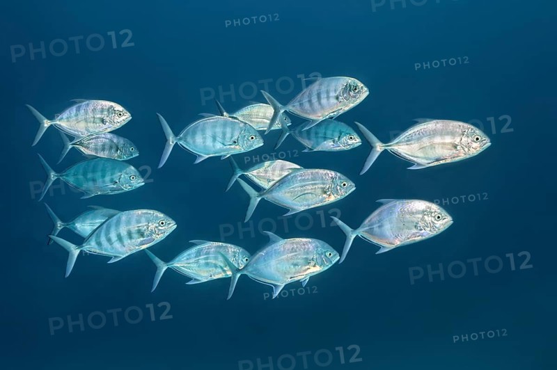 Blue trevally