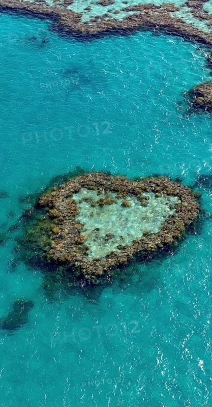 Coral Reef