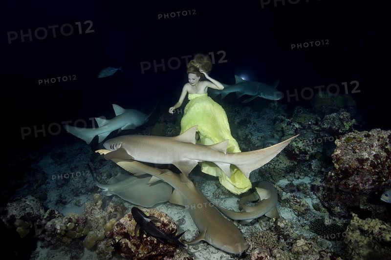 Beautiful woman in yellow dress posing underwater with Tawny nurse sharks