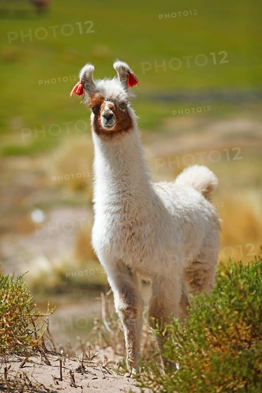 Llama
