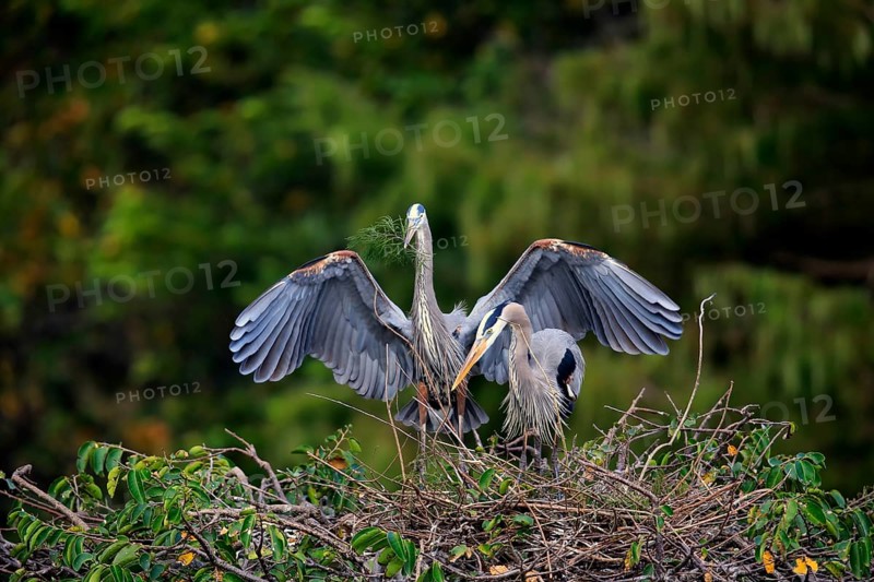 Great blue heron