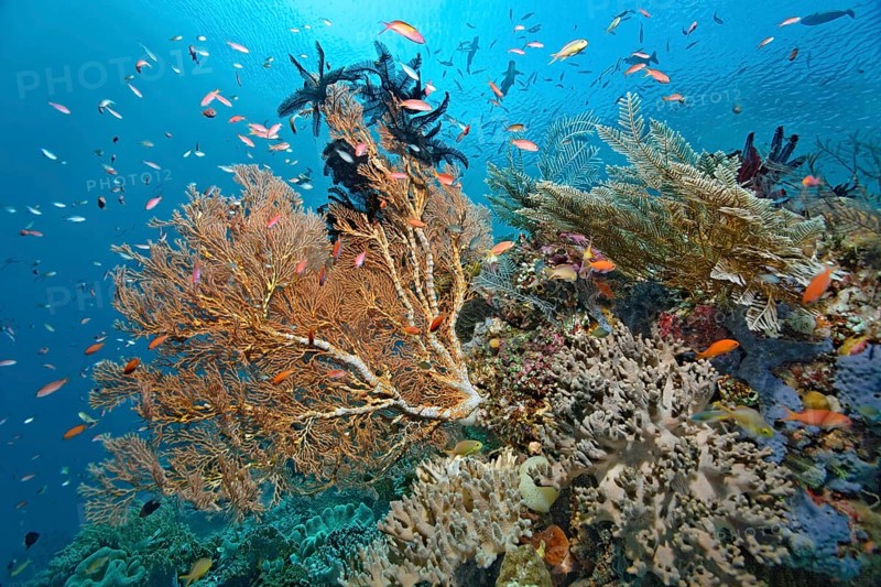 Giant Sea Fan