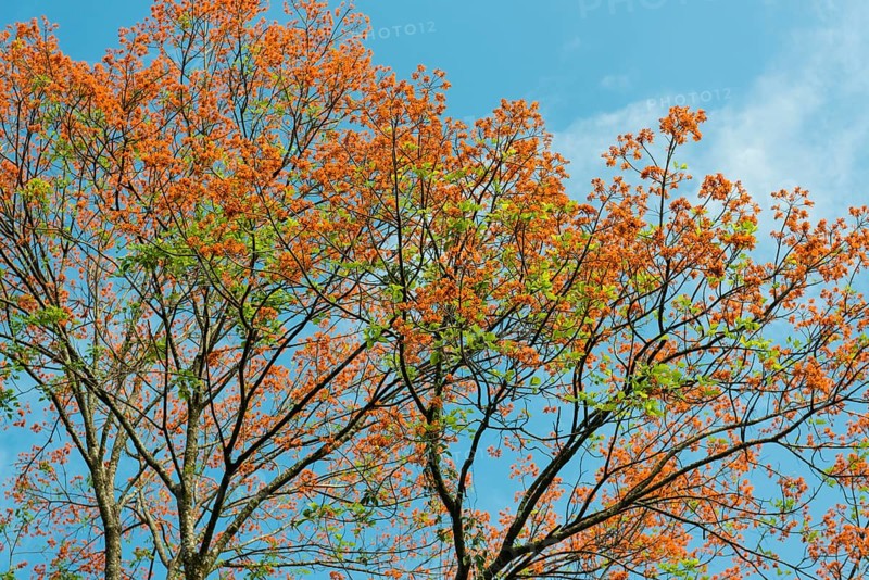 Flowering coral tree