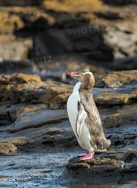 Yellow-eyed penguin