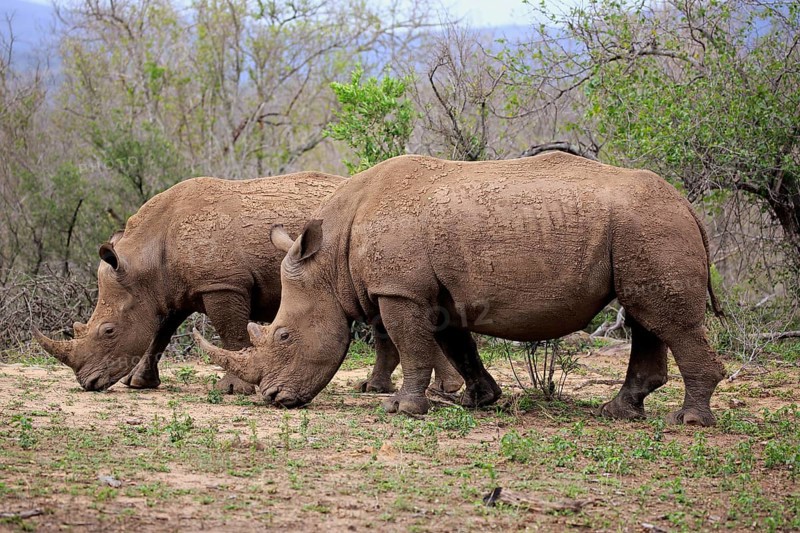 White rhinoceroses