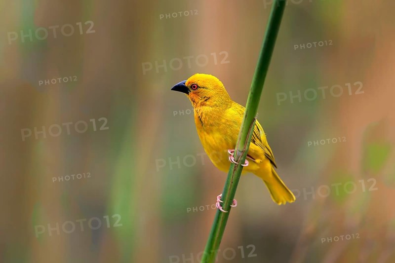 Eastern Golden Weaver
