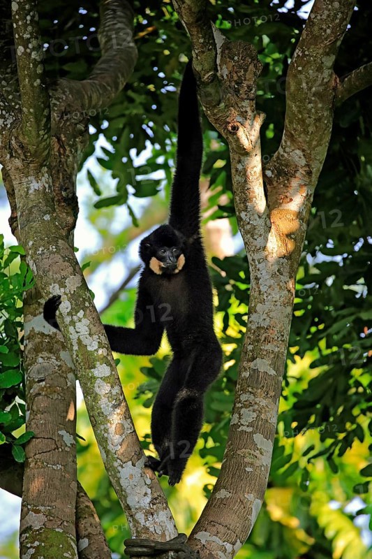 Yellow-cheeked gibbon
