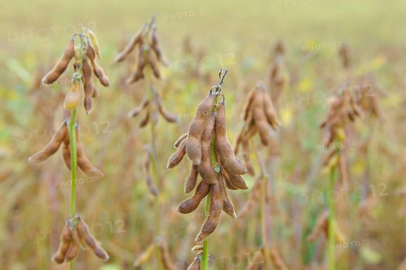 Cultivation of Soya bean