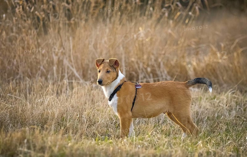Shorthair Collie
