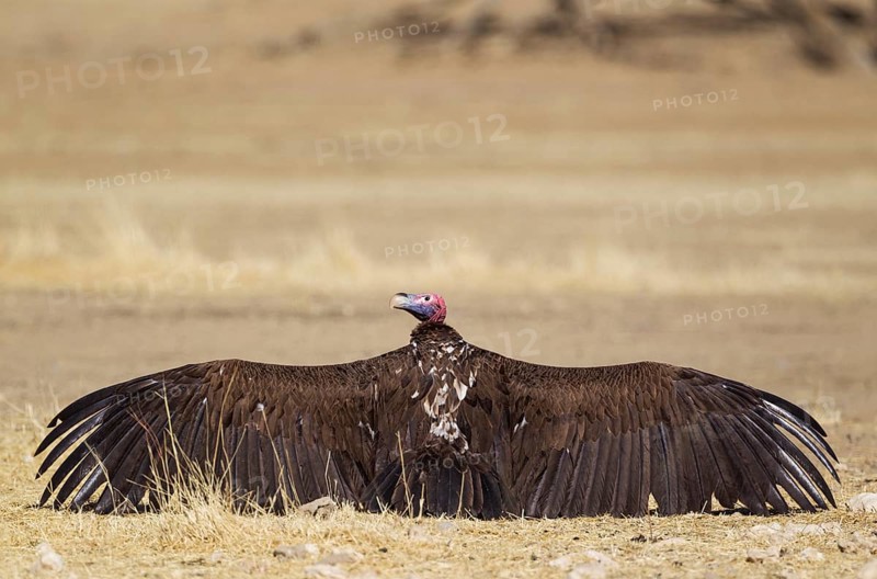 Lappet-faced Vulture